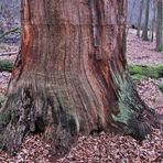 ein anderer Baum