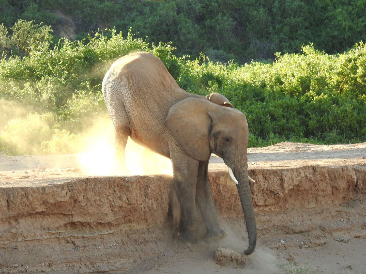 Ein anderer Elefant versucht es mit Akrobatik