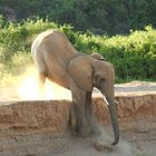 Ein anderer Elefant versucht es mit Akrobatik