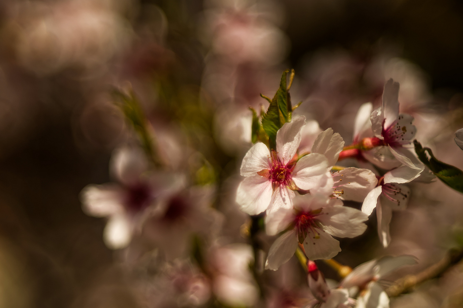 Ein anderer Frühling