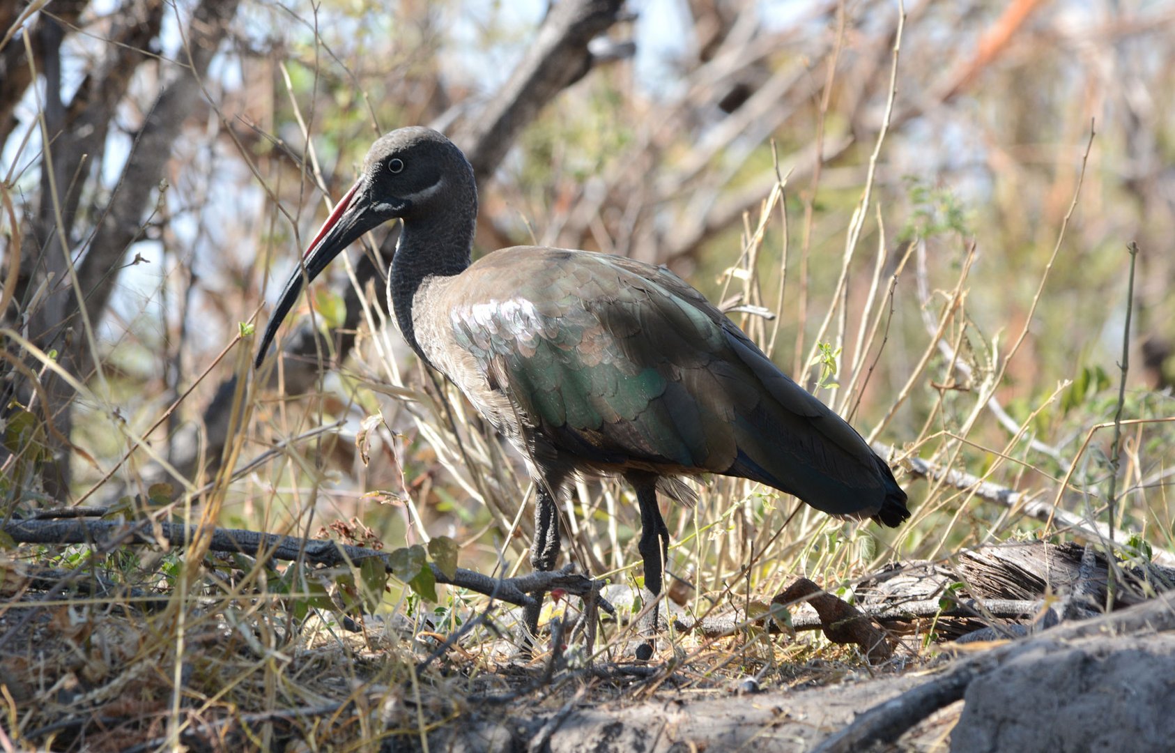 Ein anderer Ibis: Der Hagedasch