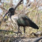 Ein anderer Ibis: Der Hagedasch