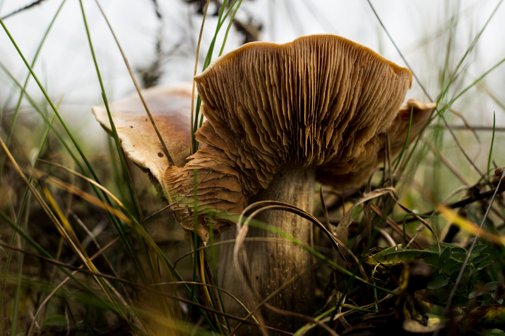 Ein anderer Pilz