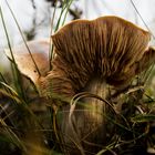 Ein anderer Pilz