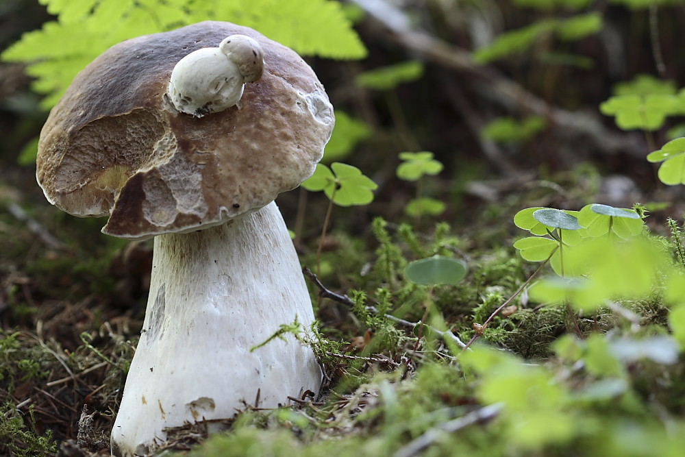 Ein anderer Steinpilz