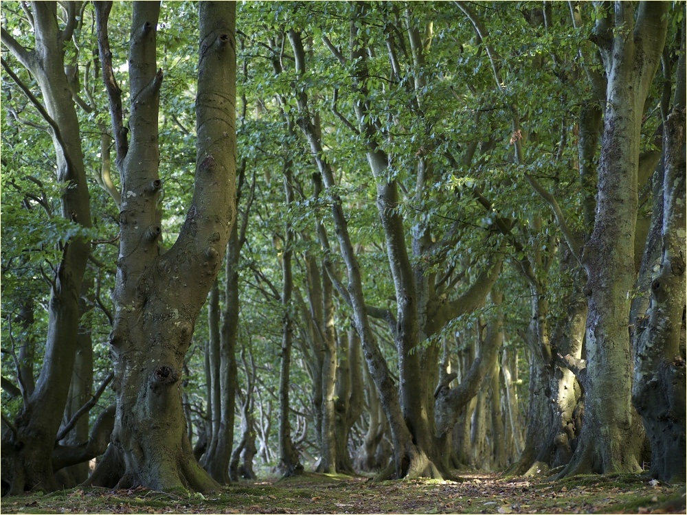 ein anderer Wald