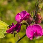 ein anderes Blatt?