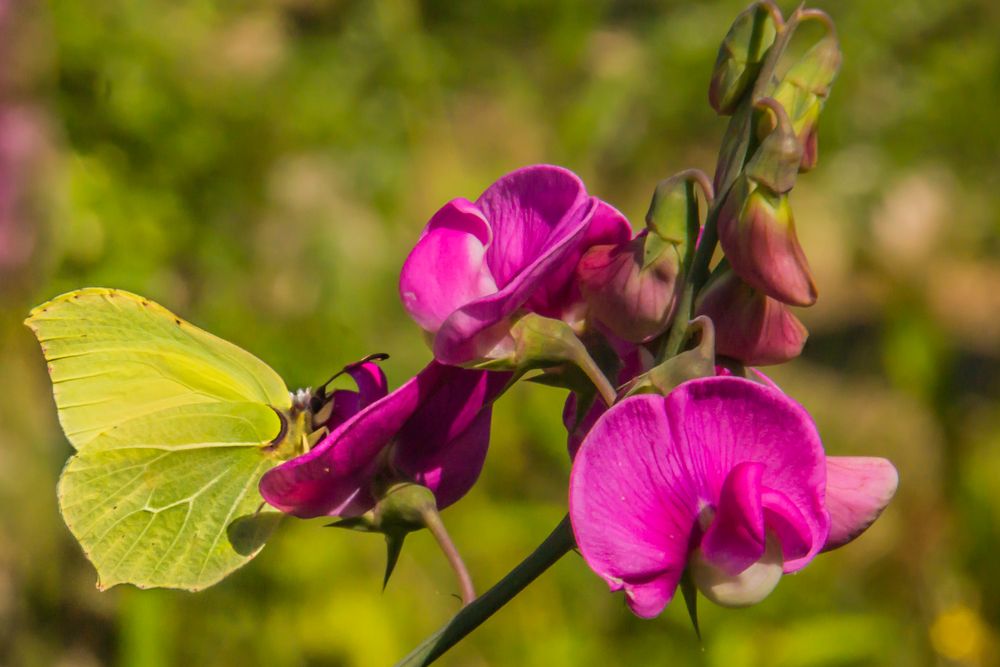 ein anderes Blatt?