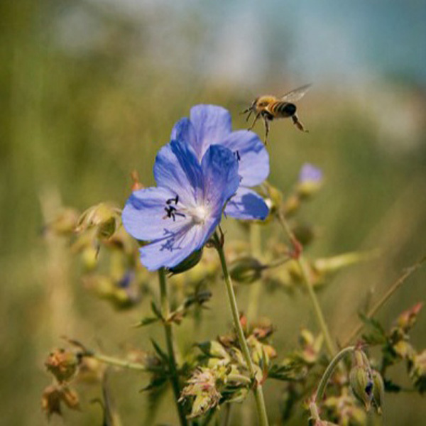 Ein Anflug ins Blaue