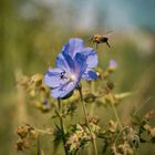 Ein Anflug ins Blaue