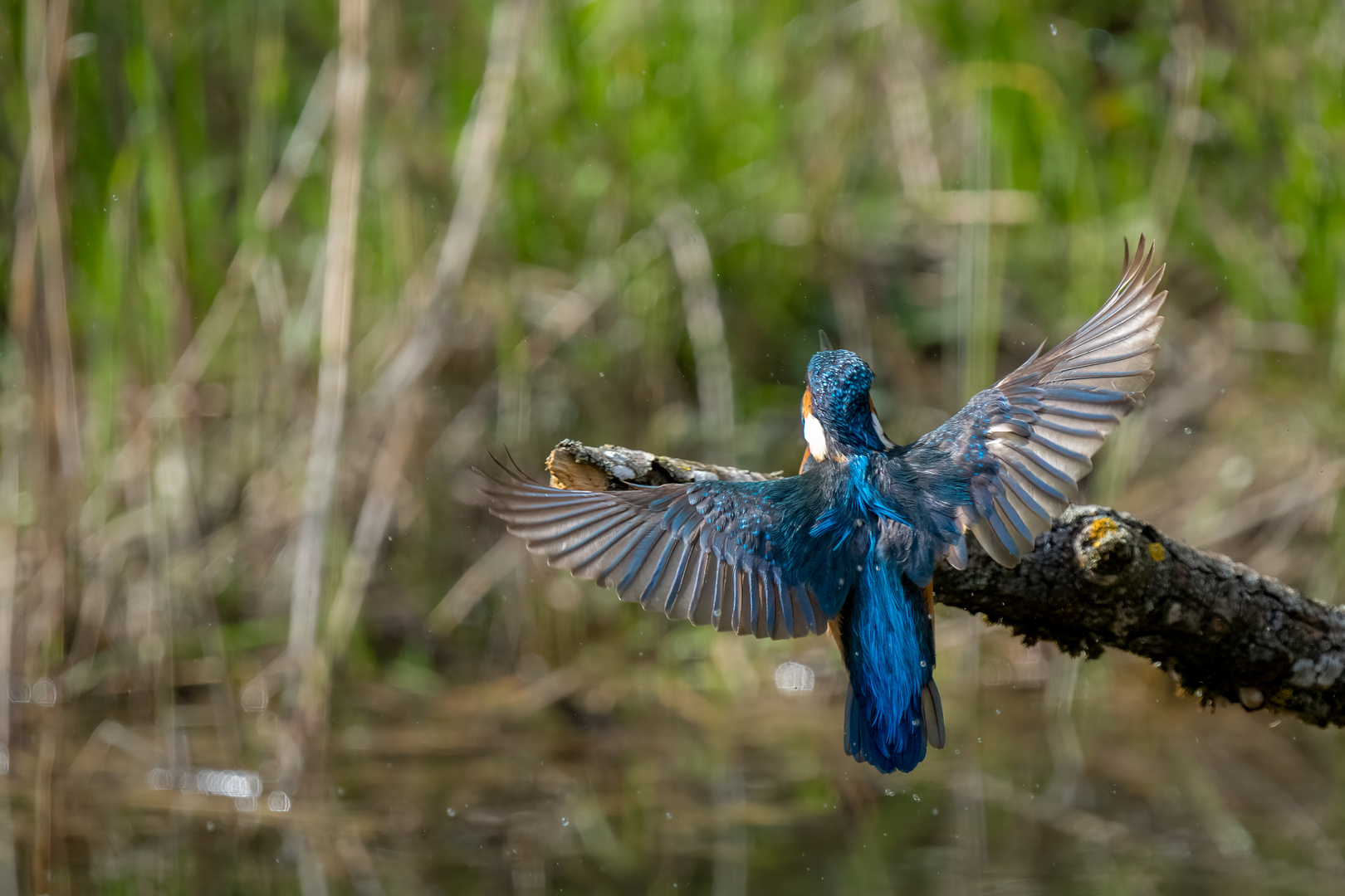 Ein Anflug von Eisvogel 