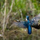 Ein Anflug von Eisvogel 