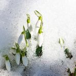 Ein Anflug von Frühling......