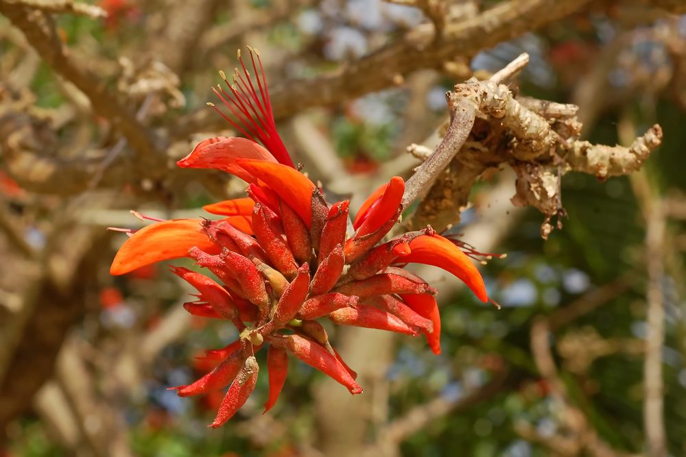 Ein angeblich auf  Madagaskar