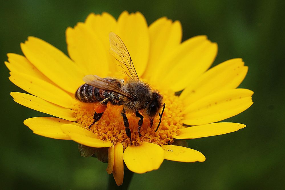 ein Angebot das man annehmen muss Foto & Bild natur, blüten, fliege Bilder auf ein Angebot das man annehmen muss Foto & Bild natur, blüten, fliege Bilder auf
