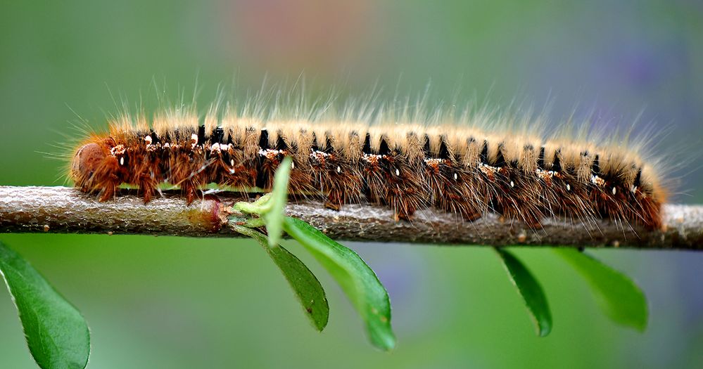 ein angehender Schmetterling?