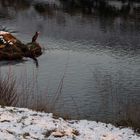 ein Angler im Neckar