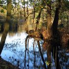 ein Angler in Buckow