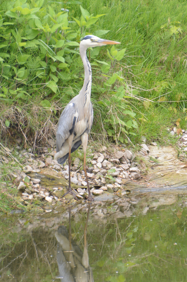 Ein Angler in Grau