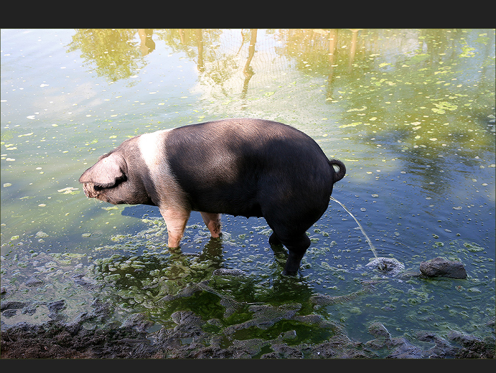 ein Angler Sattelschwein