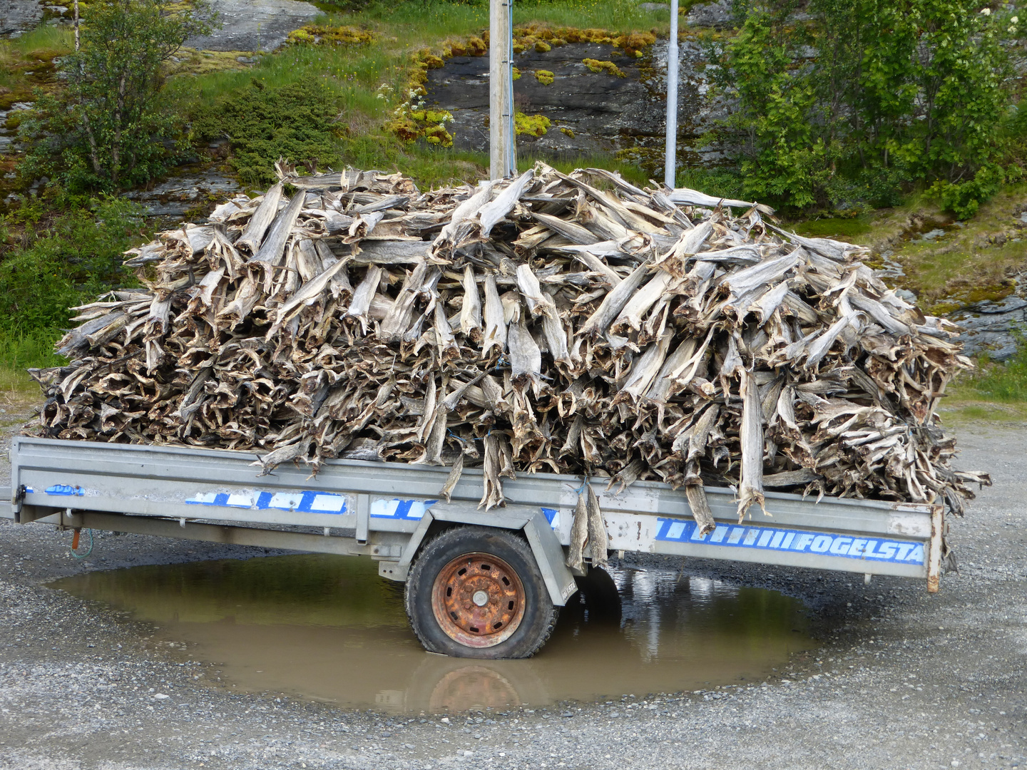 Ein Anhänger mit Trocken Fisch Wir in Norwegen immer in Winter Gegessen soll sehr gesund sein