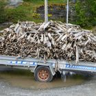 Ein Anhänger mit Trocken Fisch Wir in Norwegen immer in Winter Gegessen soll sehr gesund sein