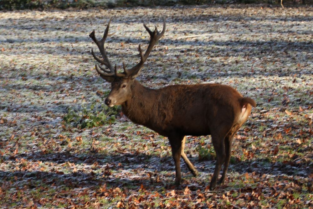 Ein ansehlicher Hirsch