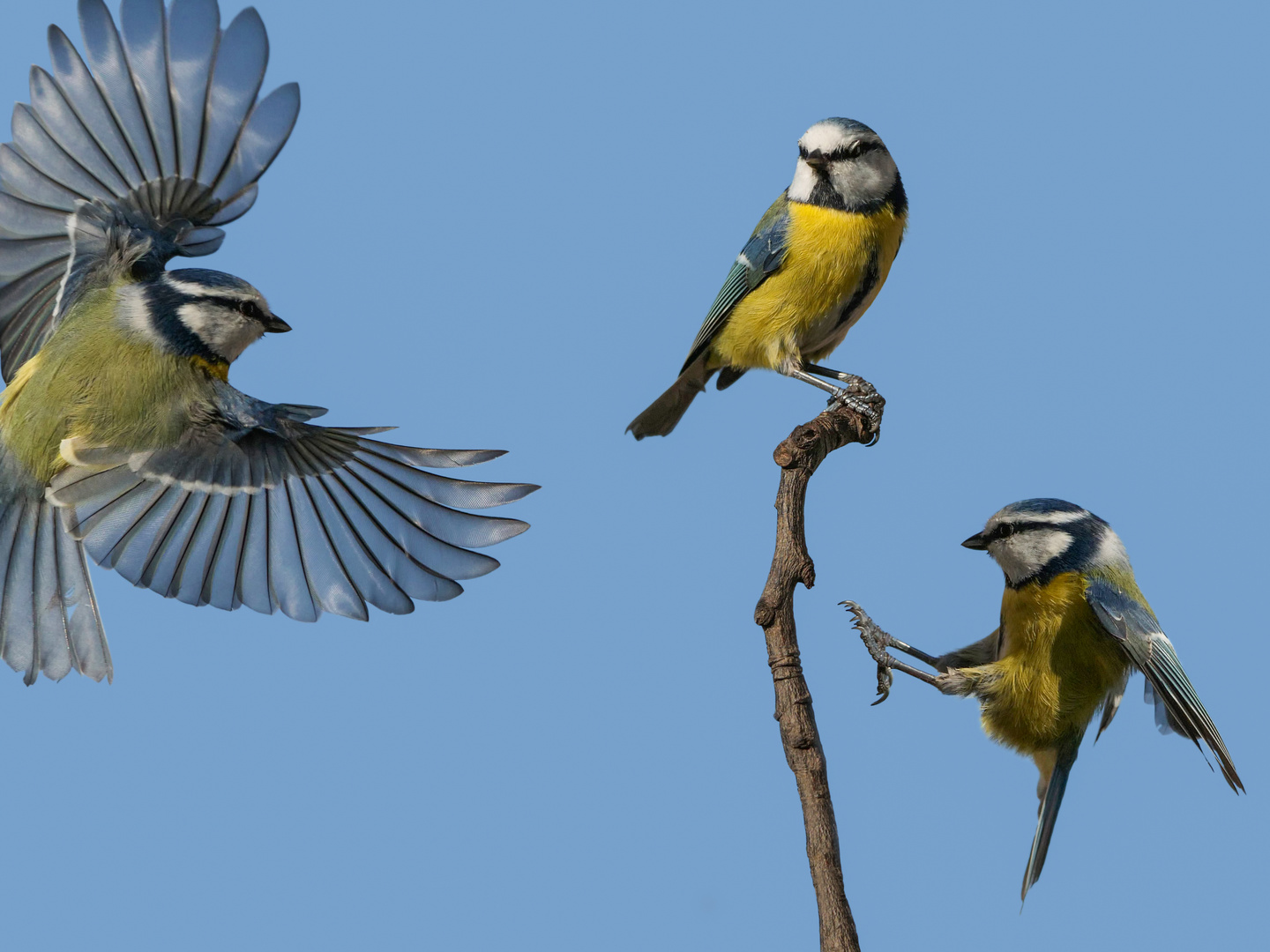 Ein Ansitz und drei Blaumeisen