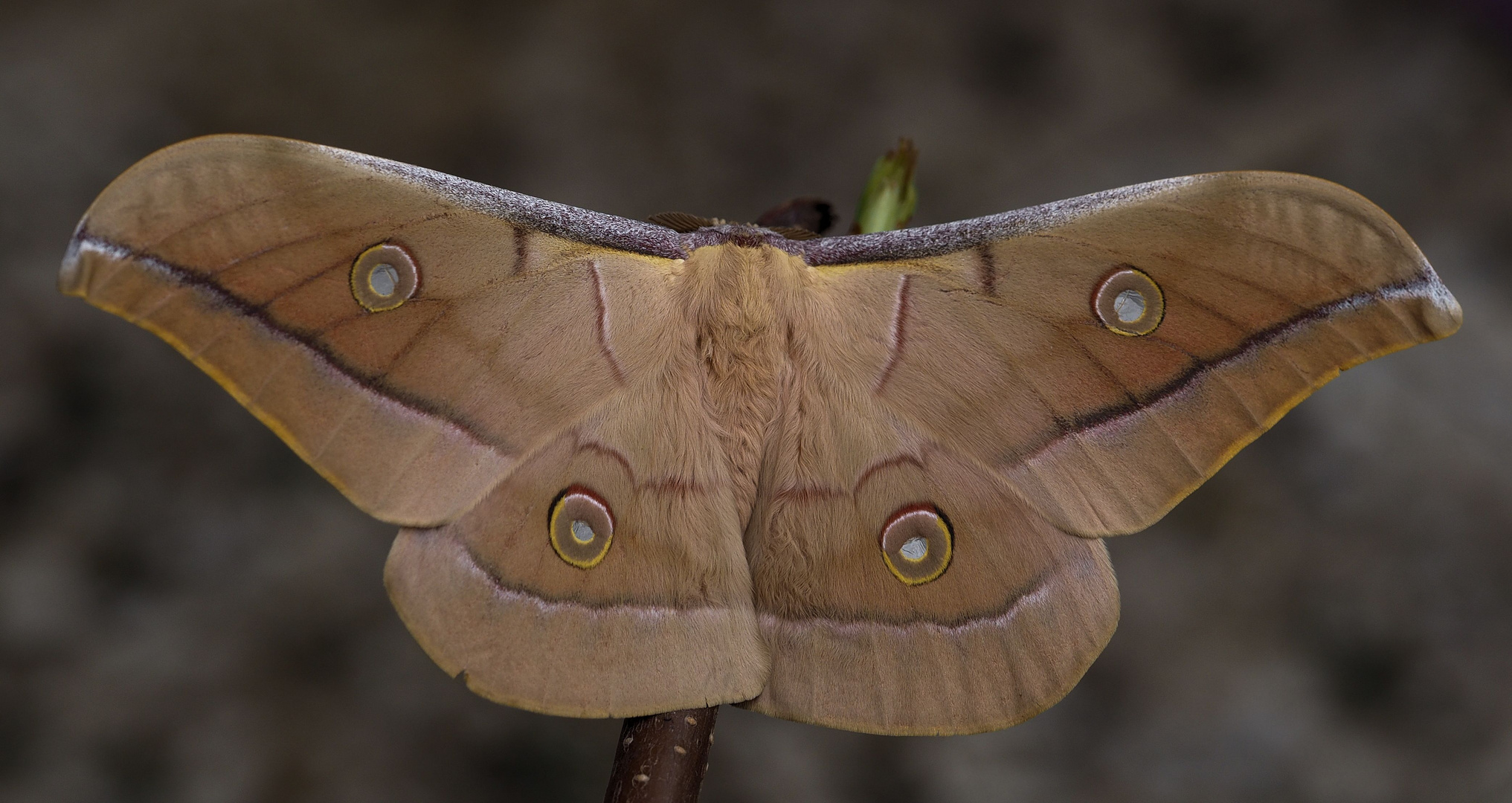 Ein  Antheraea pernyi  Männchen....