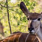 Ein Antilope, Namibia 2012