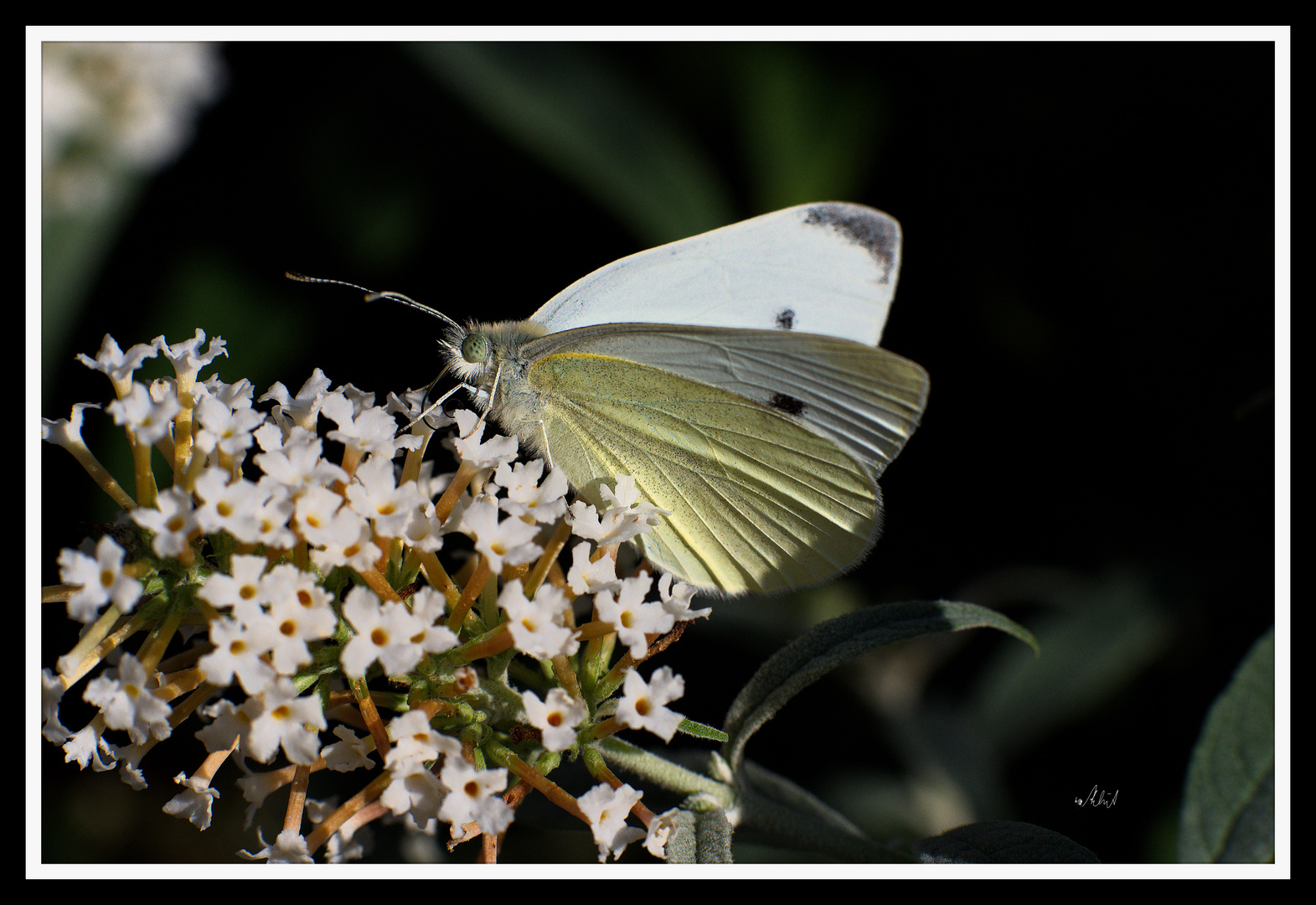 ... ein Anziehungspunkt, der Schmetterlingsflieder ...