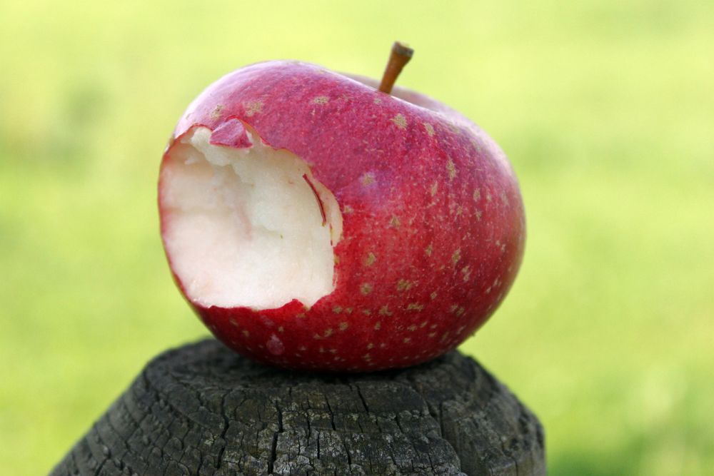 Ein Apfel Foto & Bild | bäume, apfel, natur Bilder auf fotocommunity