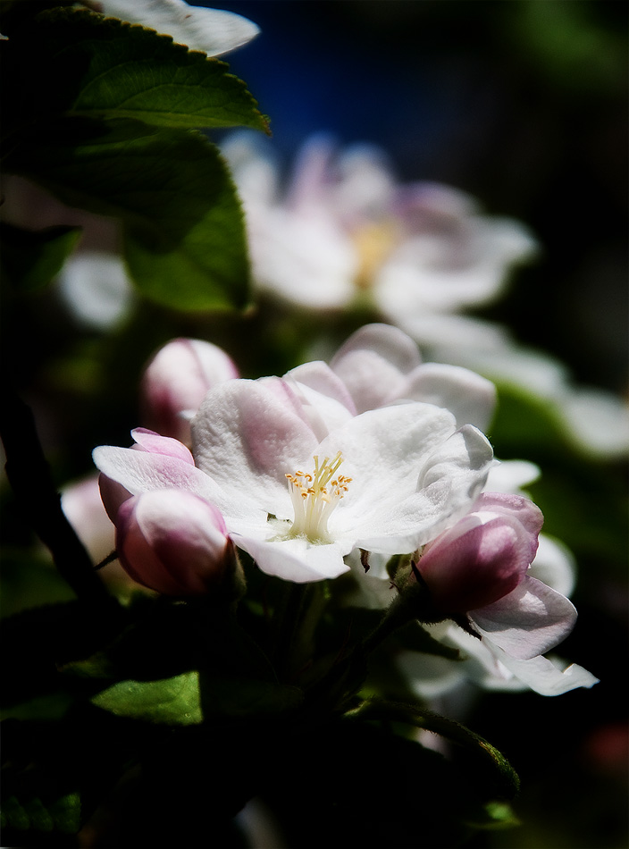 ein Apfel