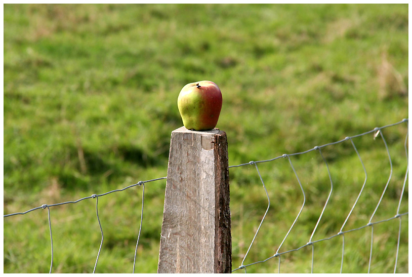 - Ein Apfel... -