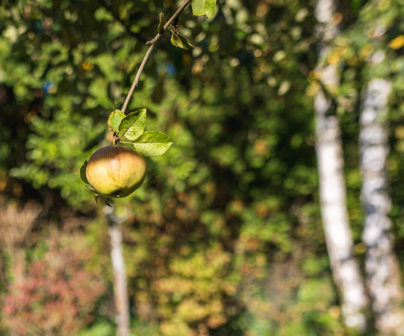 ein Apfel allein