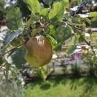 Ein Apfel an einem Baum