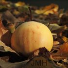 Ein Apfel auf dem Herbstboden