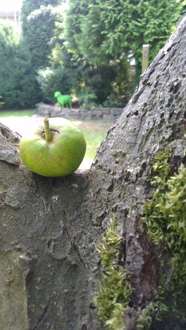 Ein Apfel auf Wanderschaft...