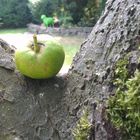 Ein Apfel auf Wanderschaft...