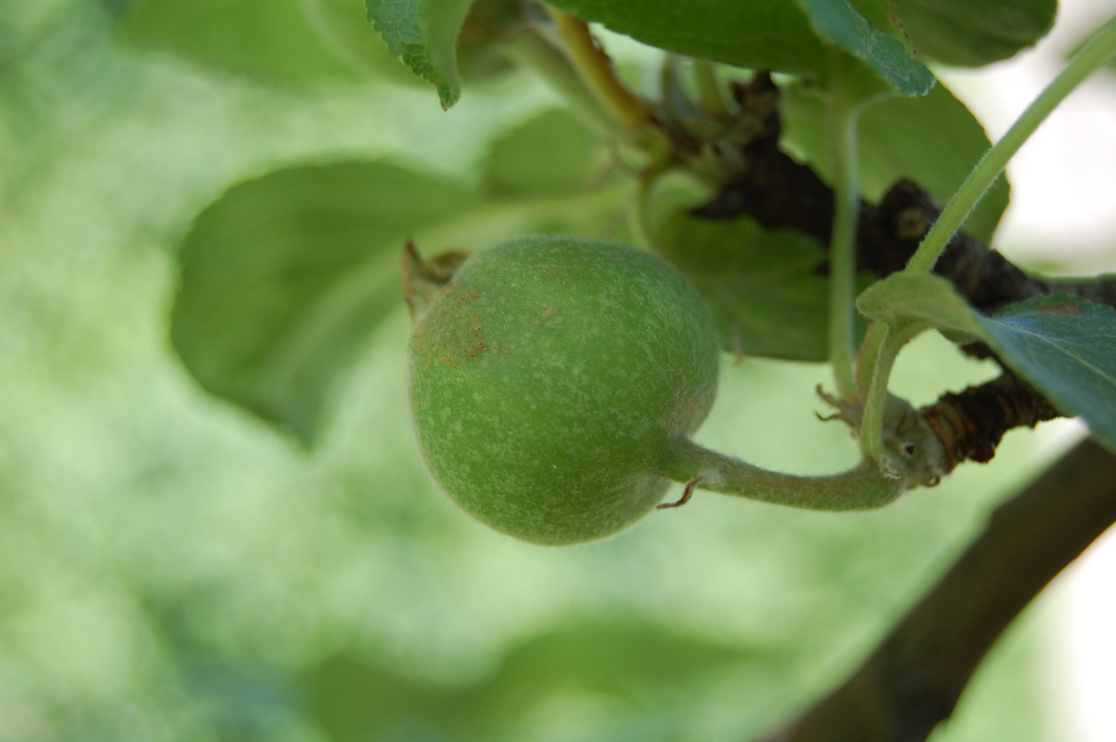 Ein Apfel