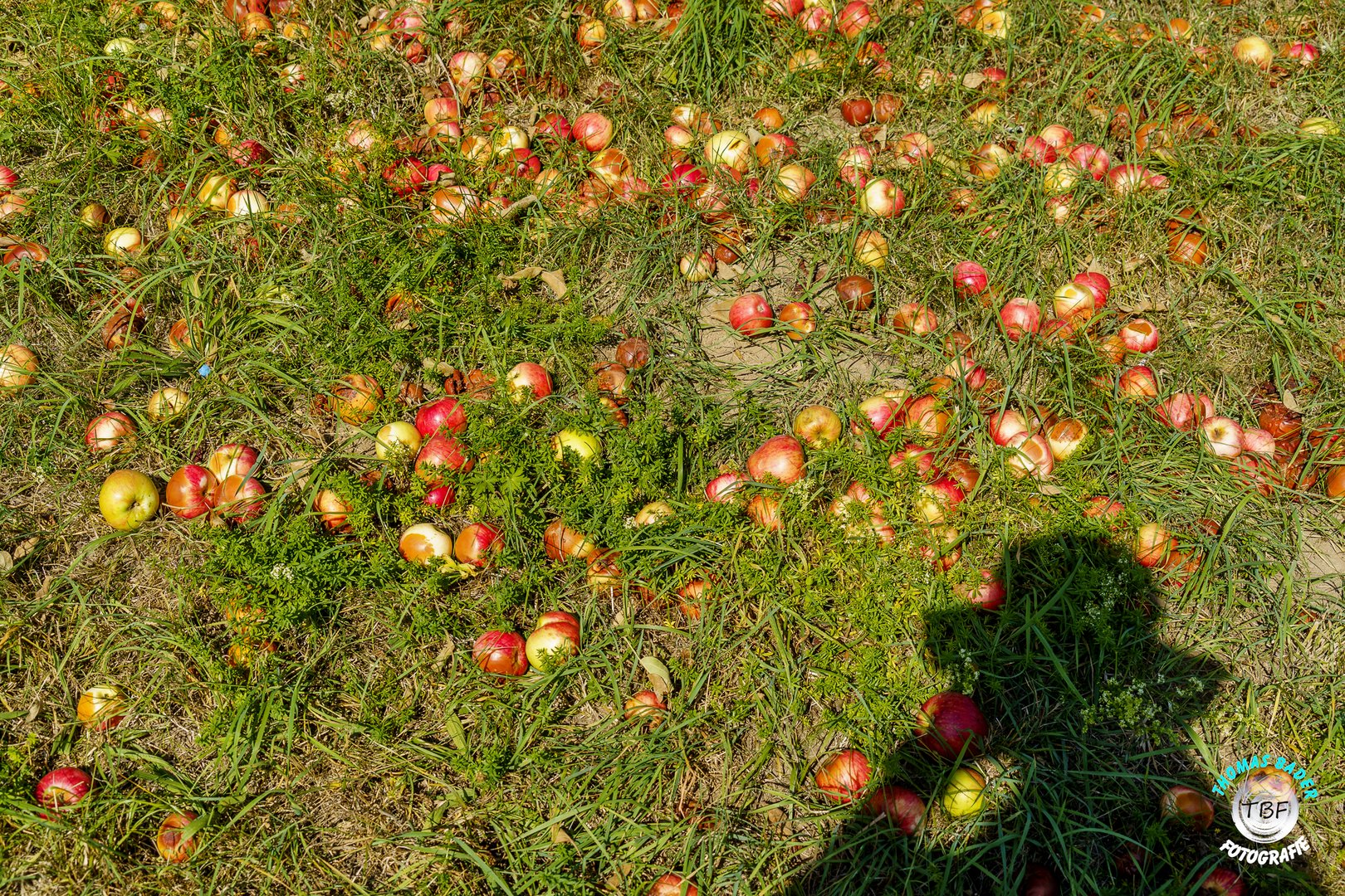 Ein Apfel fällt nicht ....