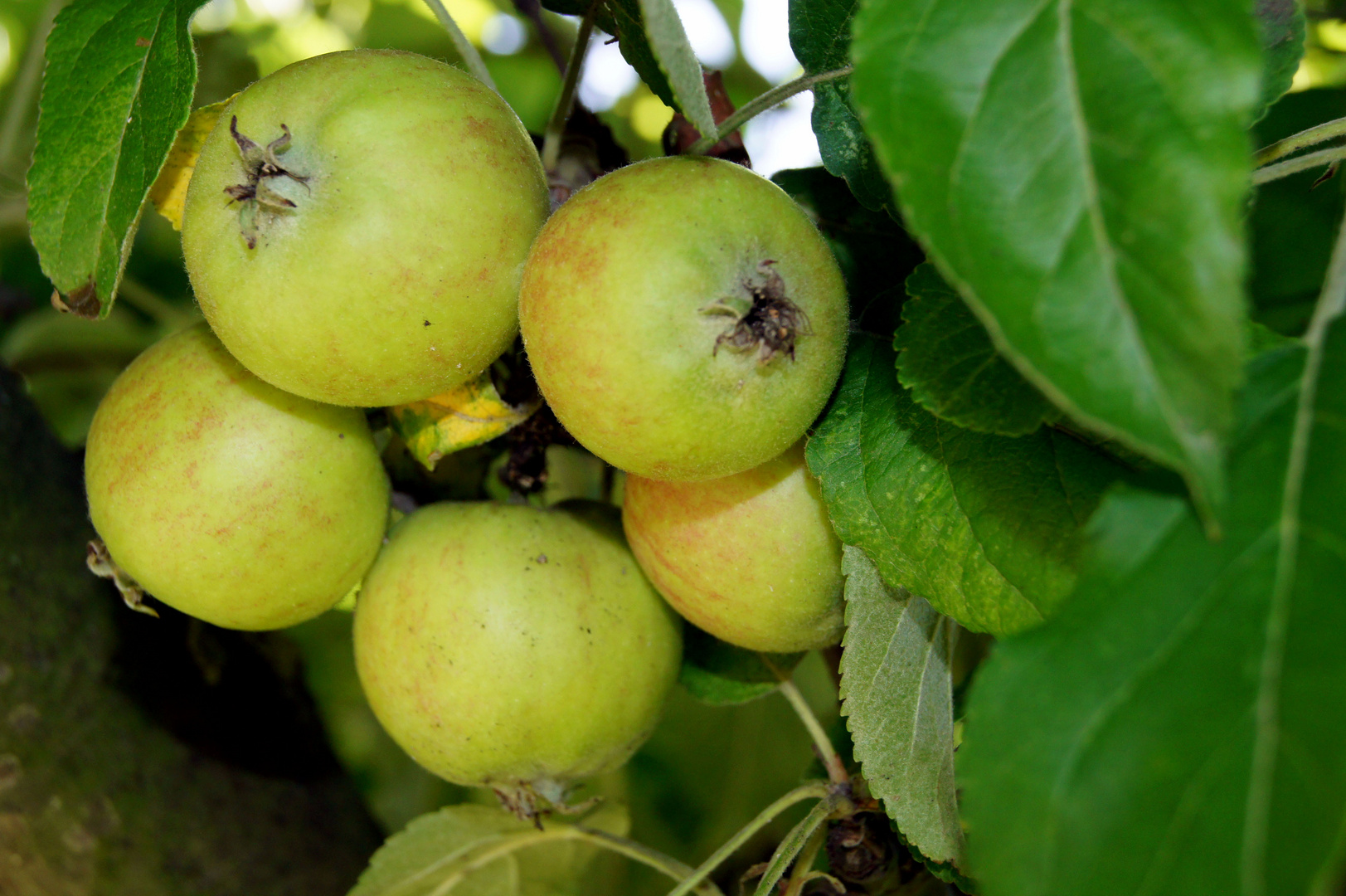 Ein Apfel fällt nicht weit vom Stamm