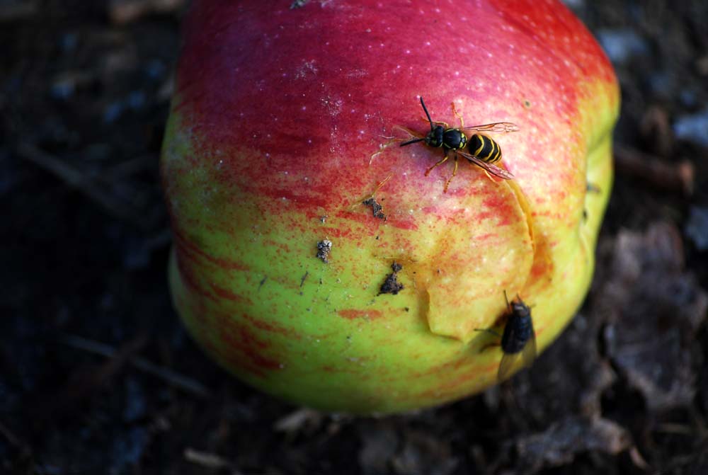 Ein Apfel mit Gästen