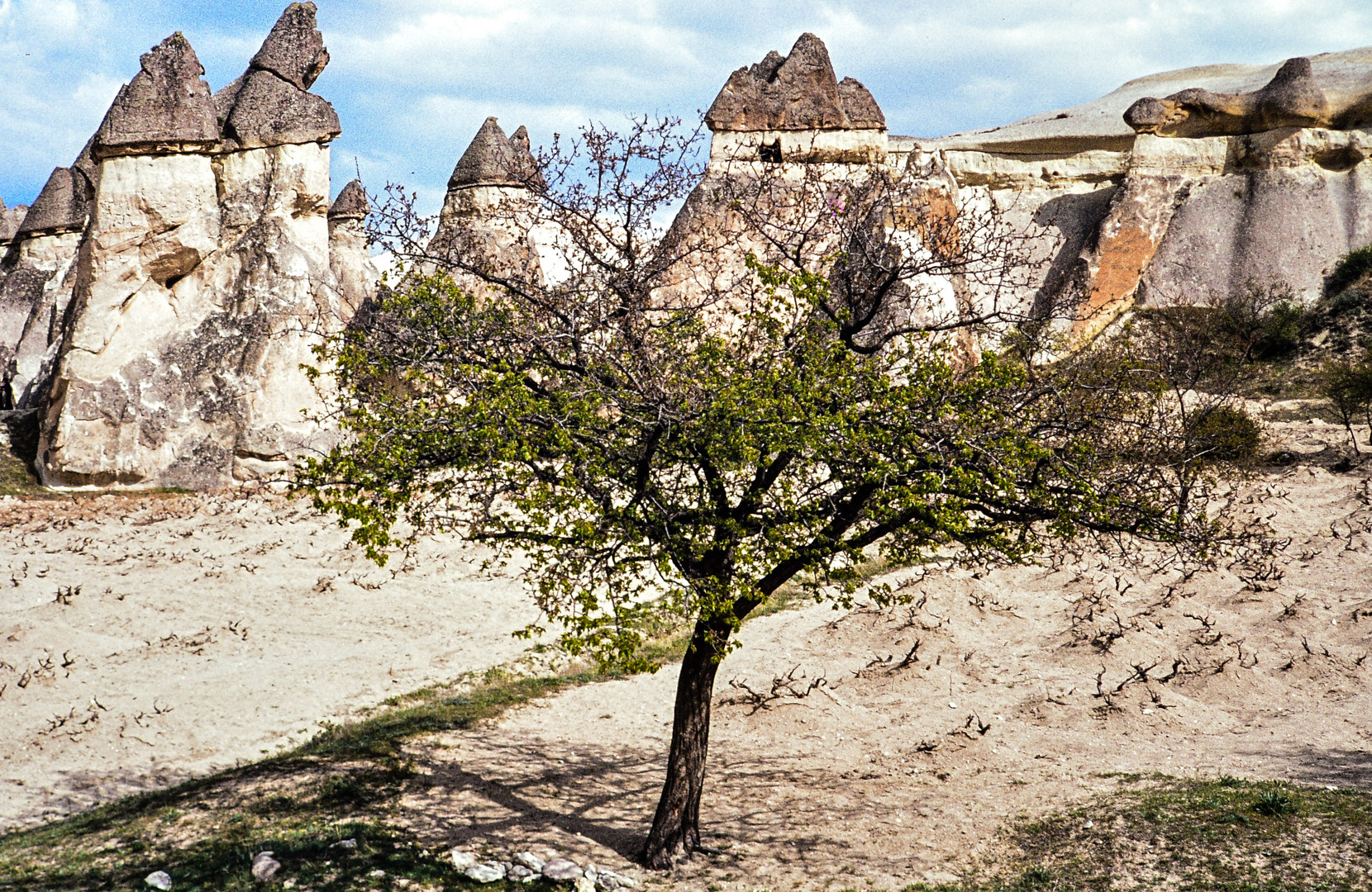 Ein Apfelbaum.      .DSC_3793