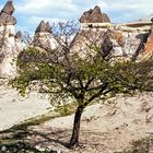 Ein Apfelbaum.      .DSC_3793