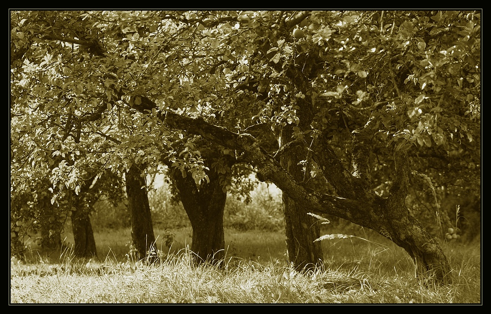 Ein Apfelbaum...