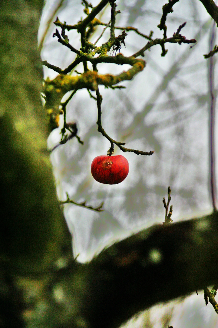 Ein Apfel,ein Apfel