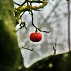 Ein Apfel,ein Apfel