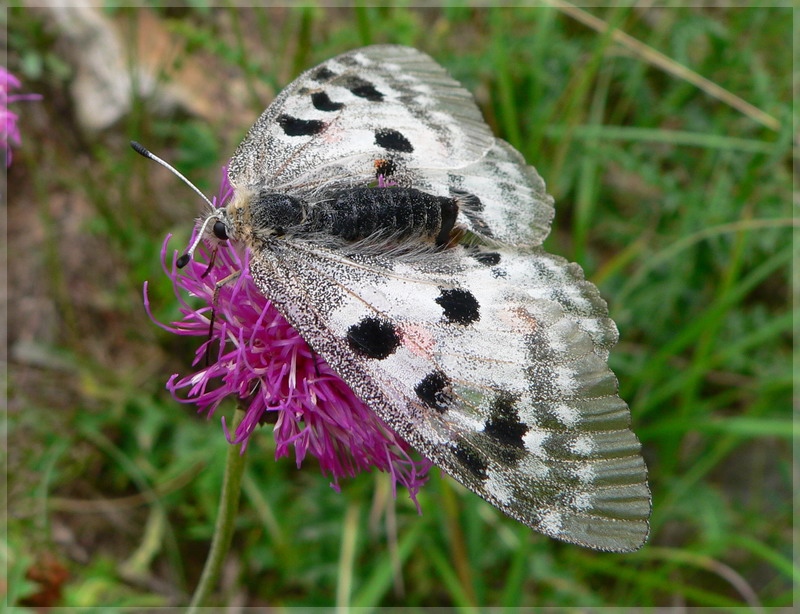 Ein Apollofalter