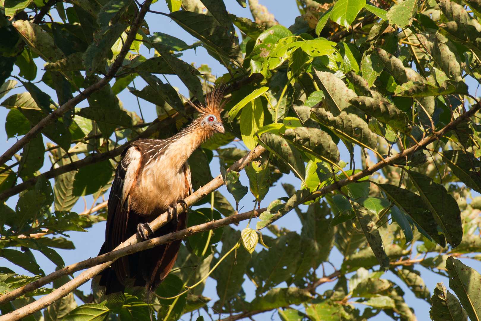 Ein archaischer Geselle der Hoatzin